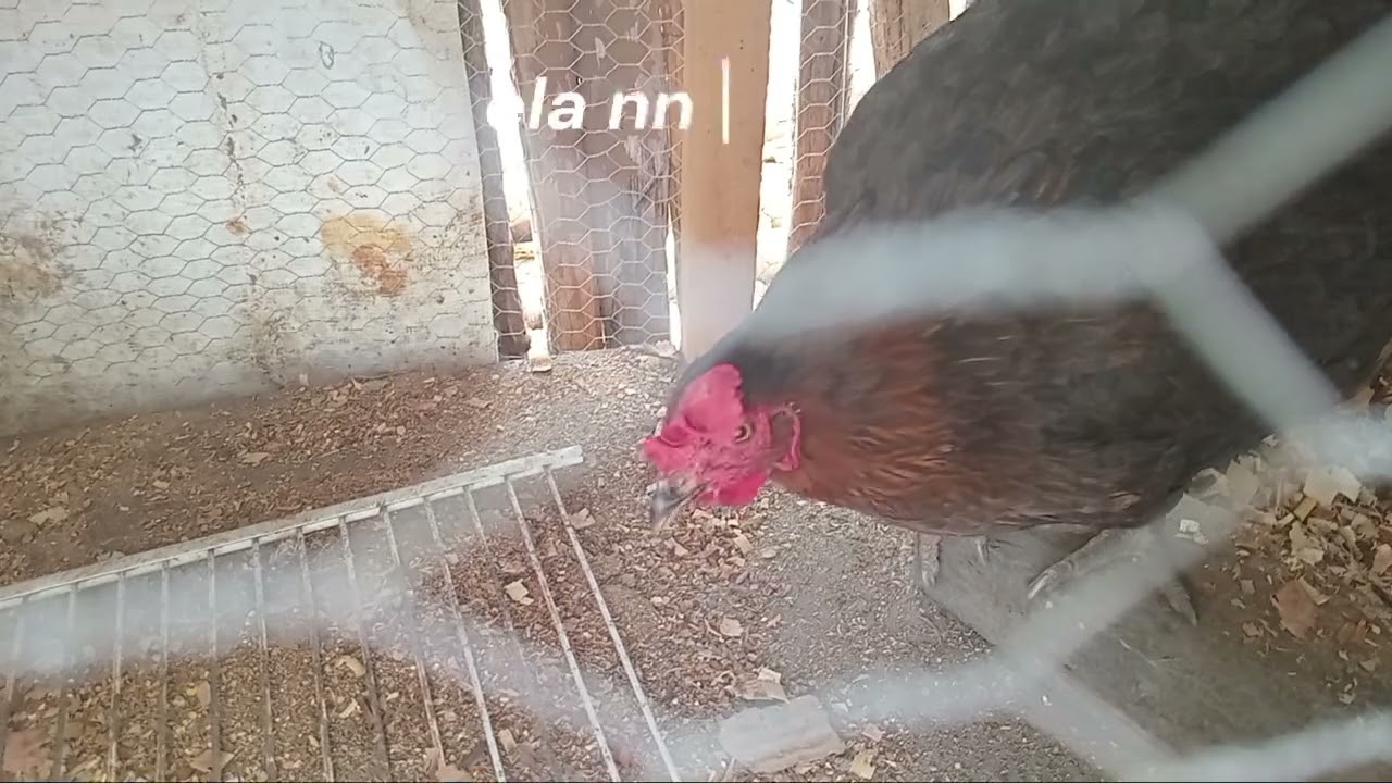 Colocando ovos pra chocar🥚🐔 +ninho de capote🥚🥚+ovoscopia🥚🐣+ mudando os pintinhos🐤🐥/criando_com_jp
