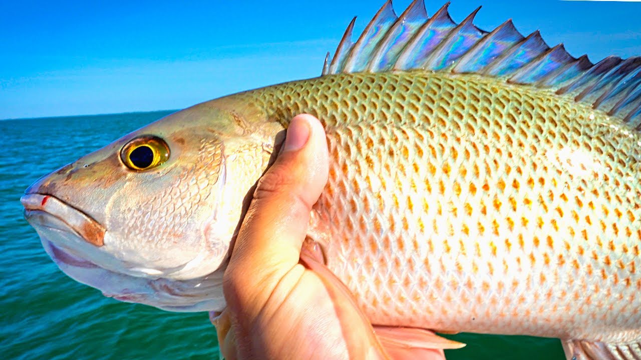 EPIC Mangrove Snapper Fishing Offshore (Dropped GoPro Down To The Bottom)