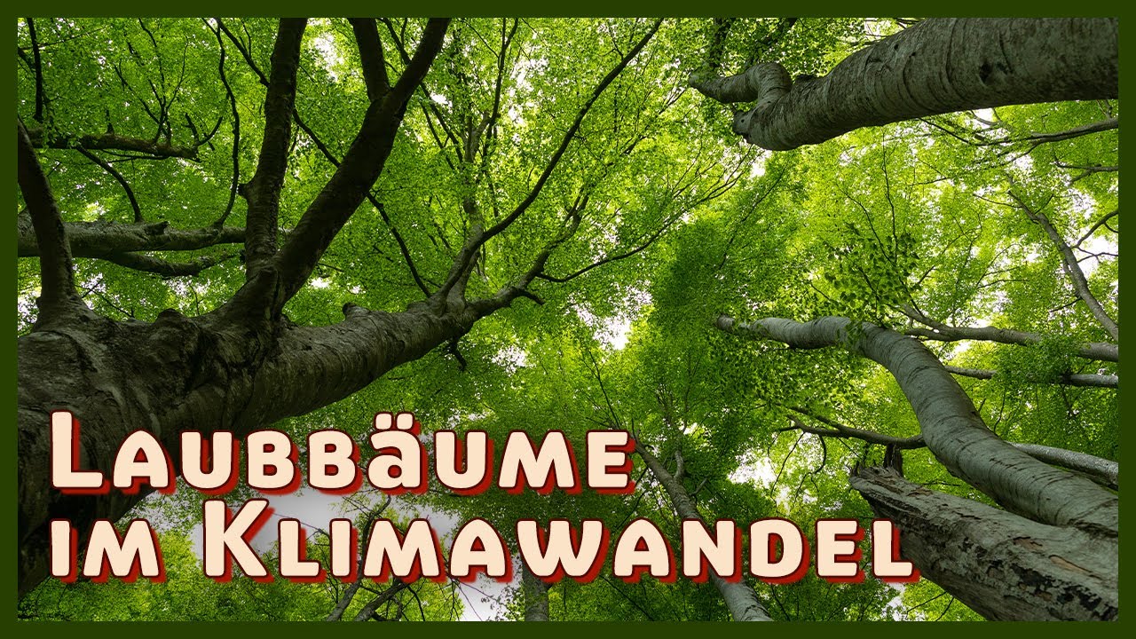 Welche Chancen haben die Laubb&auml;ume im Klimawandel