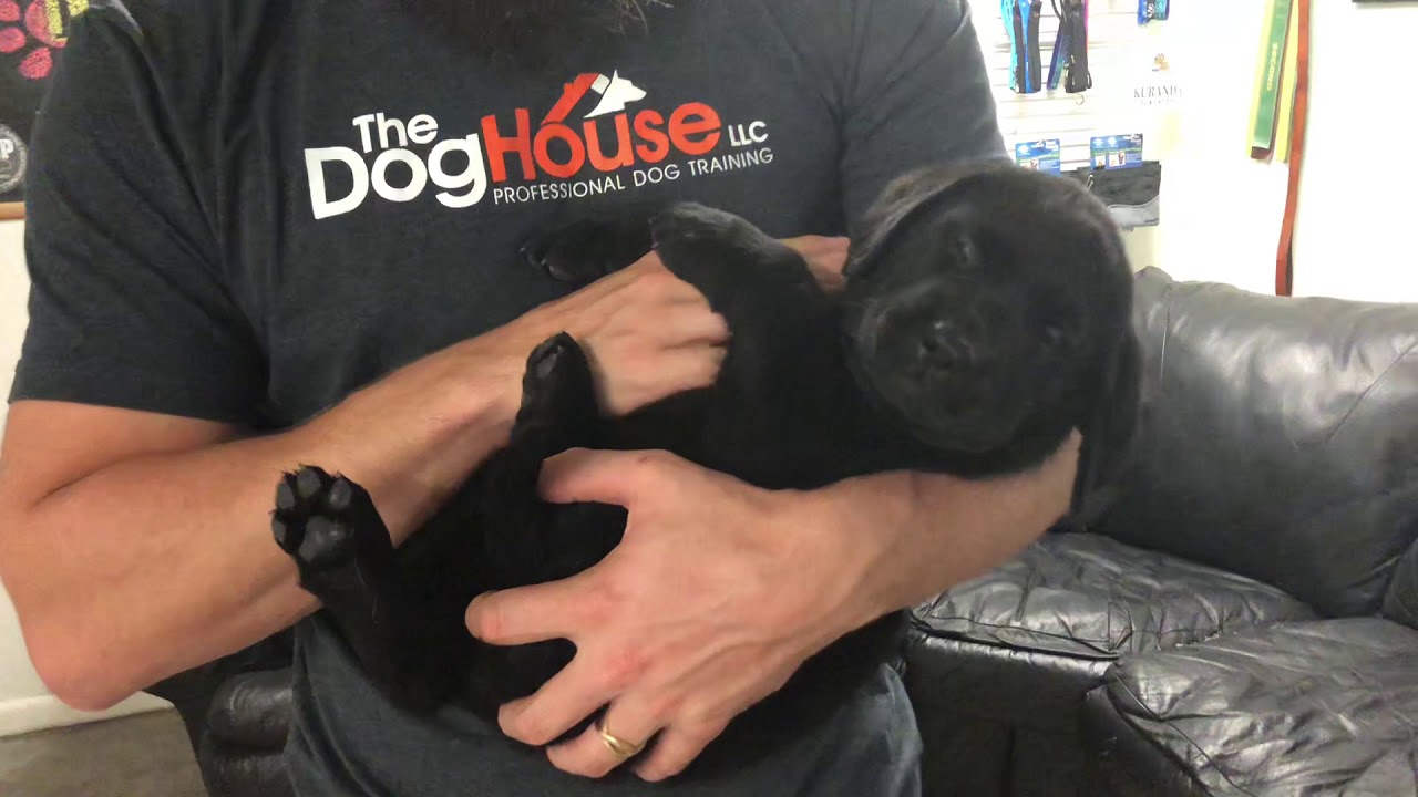 How to Handle Your Pup For Cuddle Time