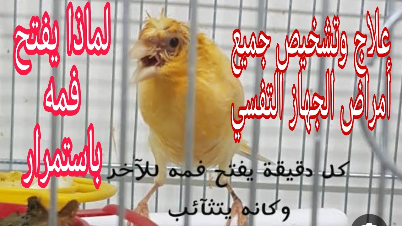 أحدث طريقة لعلاج وتشخيص جميع الأمراض التنفسية التي تصيب طيور الكناري والحسون والبادجي