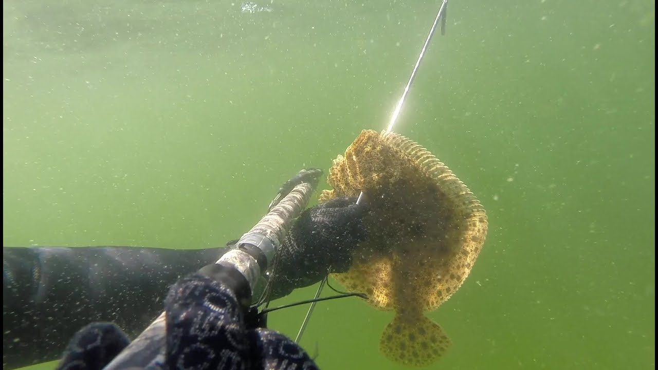 380 Spearfishing: How to catch a flatfish - 1 kg turbot