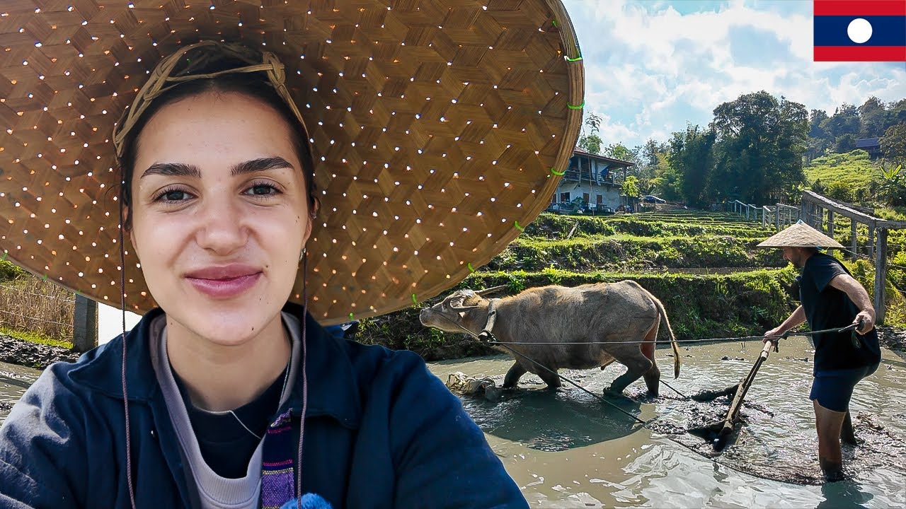Am încercat să plantam orez in Laos. Realitatea ne-a surprins