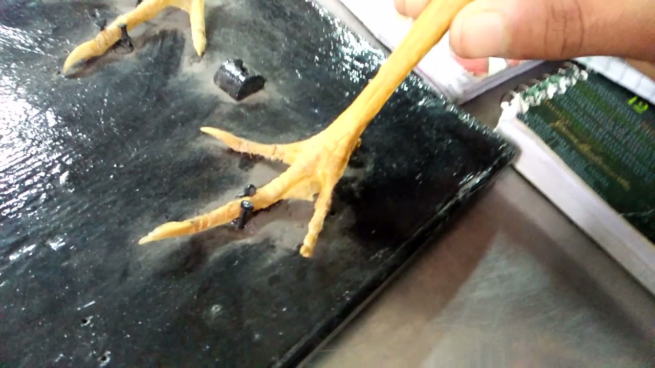 avian osteology 6