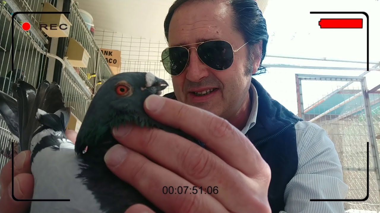Palomos Ladrones. El Chato Manchego y sus cruces &iquest;Qu&eacute; es? &iquest;Con qu&eacute; se cruza?