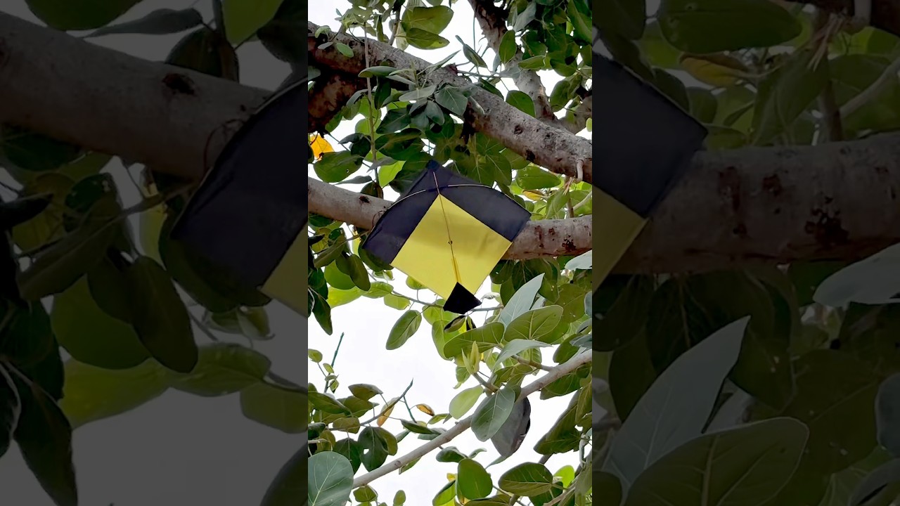 Bye bye kite || 
