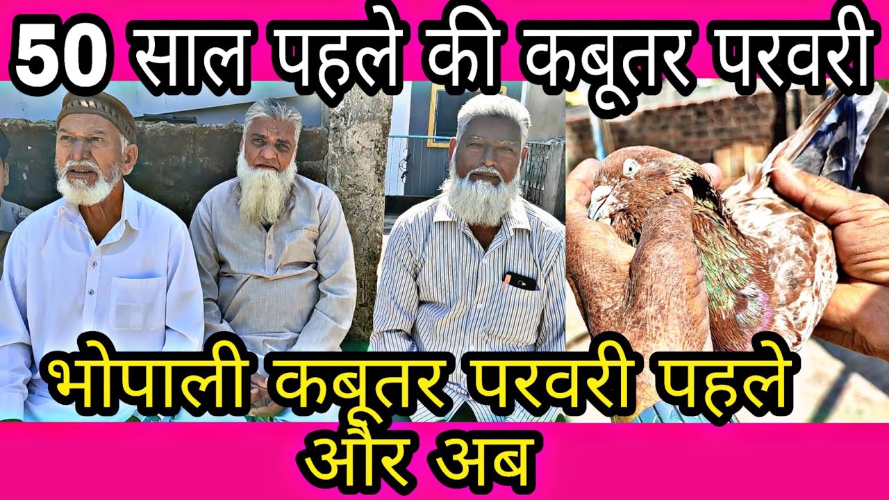 50 साल पहले की कबूतर परवरी भोपाल की । Flash Back 50 saal pehle ki Bhopali Kabootar Parwari