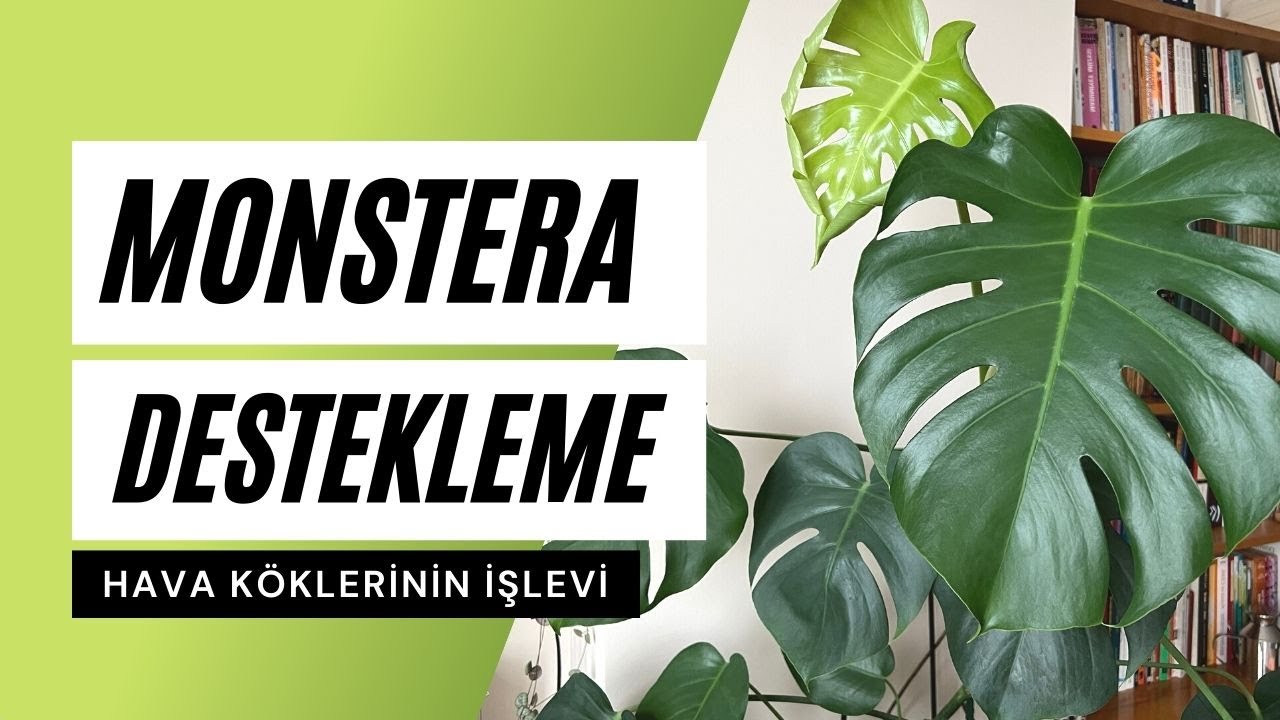 Monstera deliciosa Hava Kökleri ve Destek Çubuğu🪴| Ev Yeşili