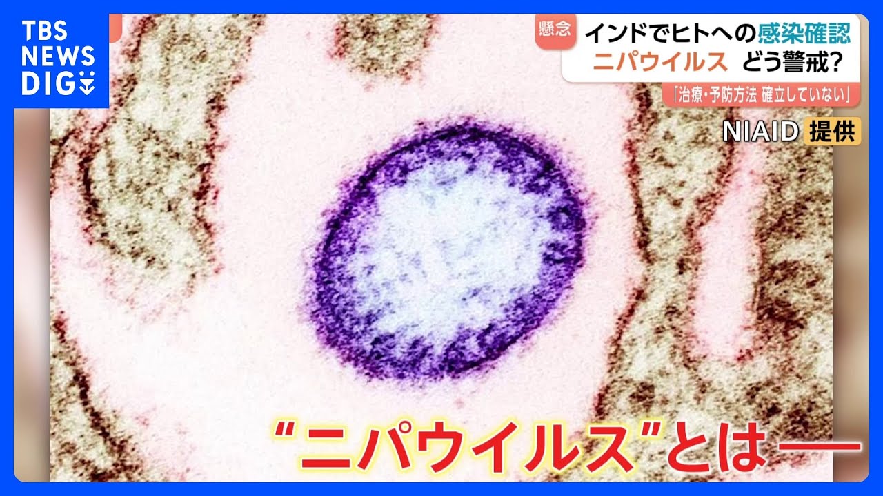 「ニパウイルス」インドでヒトへの感染確認　現地在住の日本人「気をつけなきゃいけないなというレベルで生活」&nbsp;アジア各国で検疫強化、流行への懸念高まる｜TBS&nbsp;NEWS&nbsp;DIG