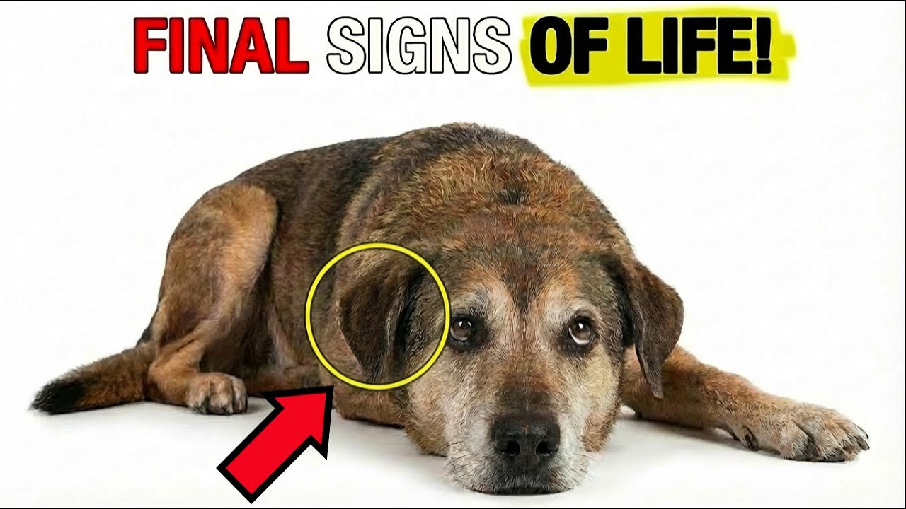 If Your Dog Stopped Doing This, Watch Closely