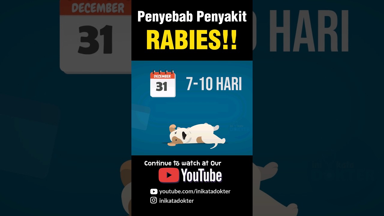 Apa yang menyebabkan rabies? #faktaunik #kesehatan #infodokter #inikatadokter #edukasi #animasi