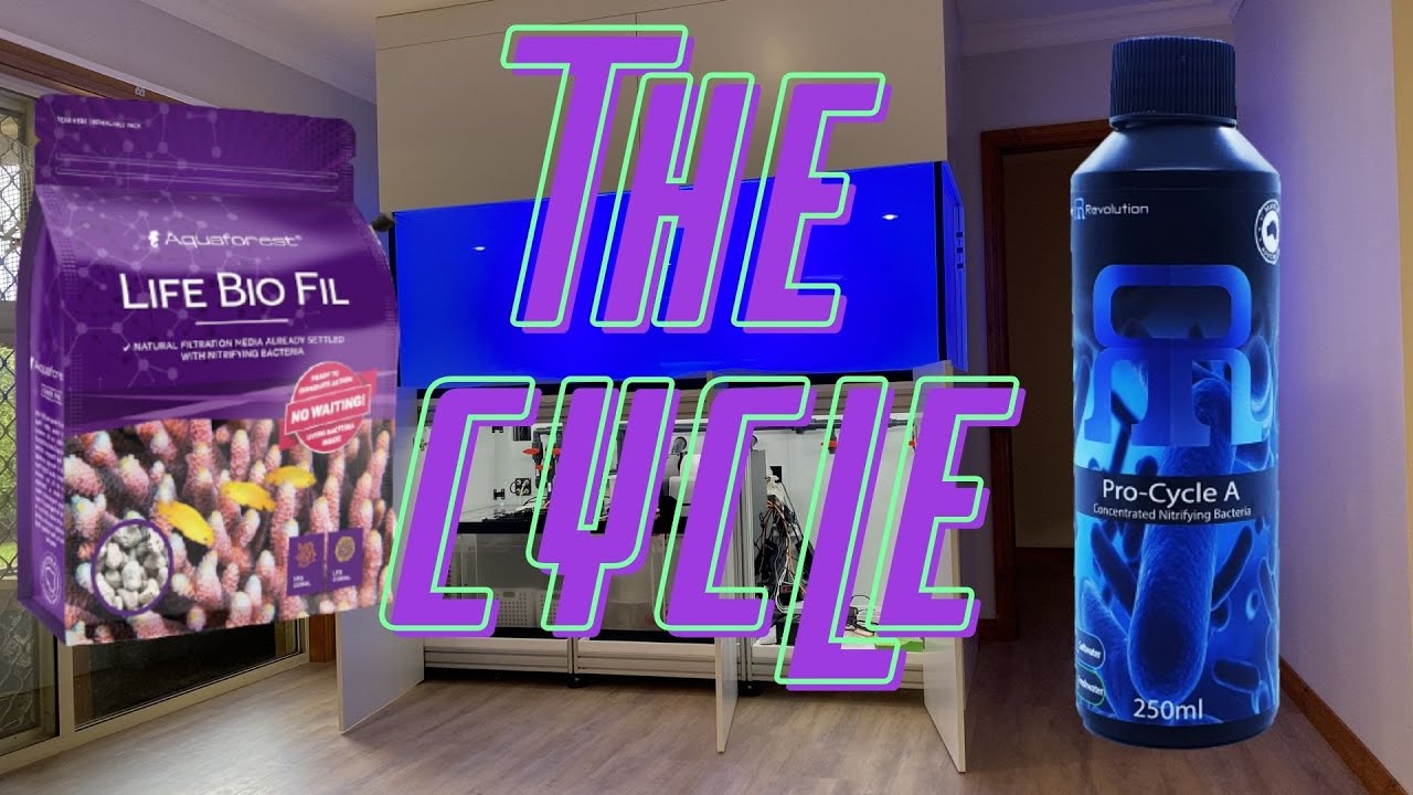 Dream Reef Tank - How I am Cycling + Other Updates!!!