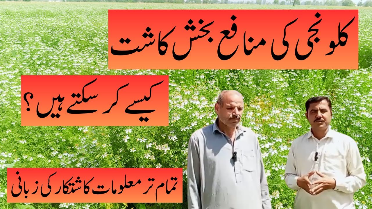 How can you profitably cultivate Kalonji(Black Seed)?| کلونجی کی منافع کاشت کیسے کر سکتے ہیں ؟