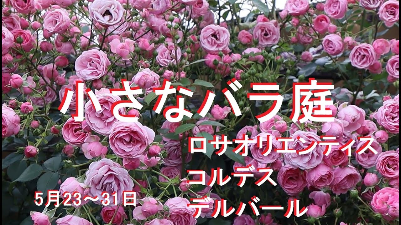 小さなバラ庭5月23～31日(ロサオリエンティス他)20250531　Rose garden