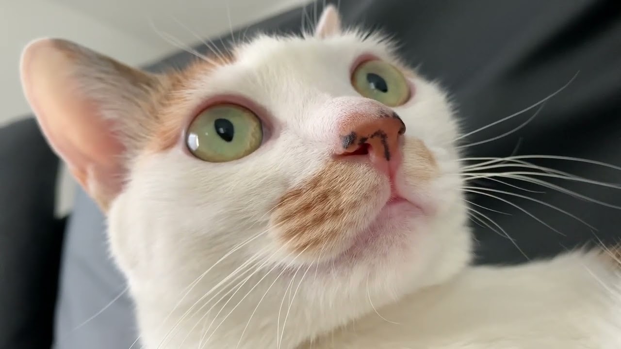 キキちゃんの毛繕い