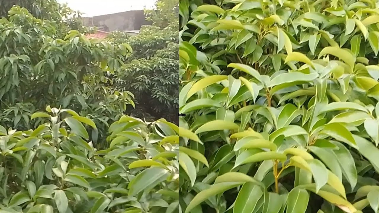 KIỂM TRA SAU 1TUẦN KHOANH LẦN 2 CÂY VẢI NGỌT( HẢI DƯƠNG)