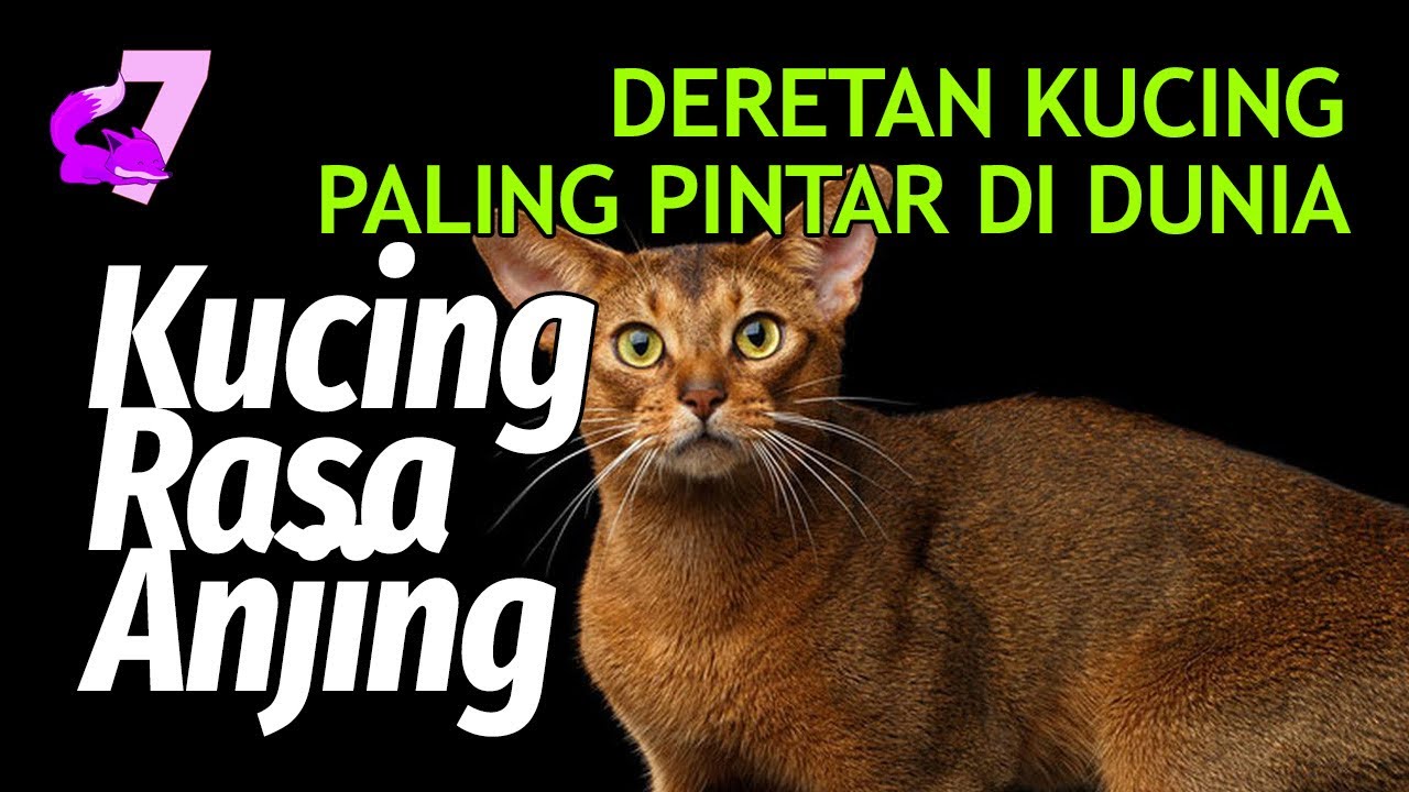10 RAS KUCING PALING CERDAS DI DUNIA