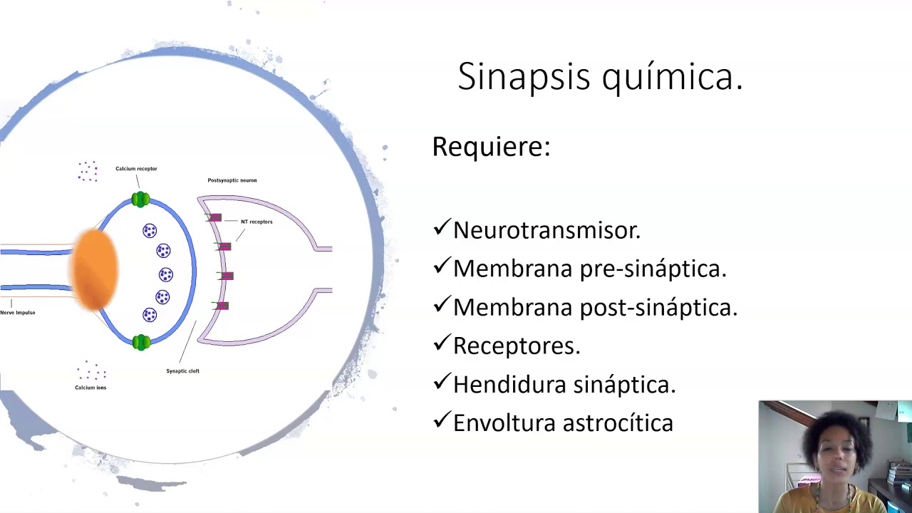 SNC Tema 3 Sinapsis