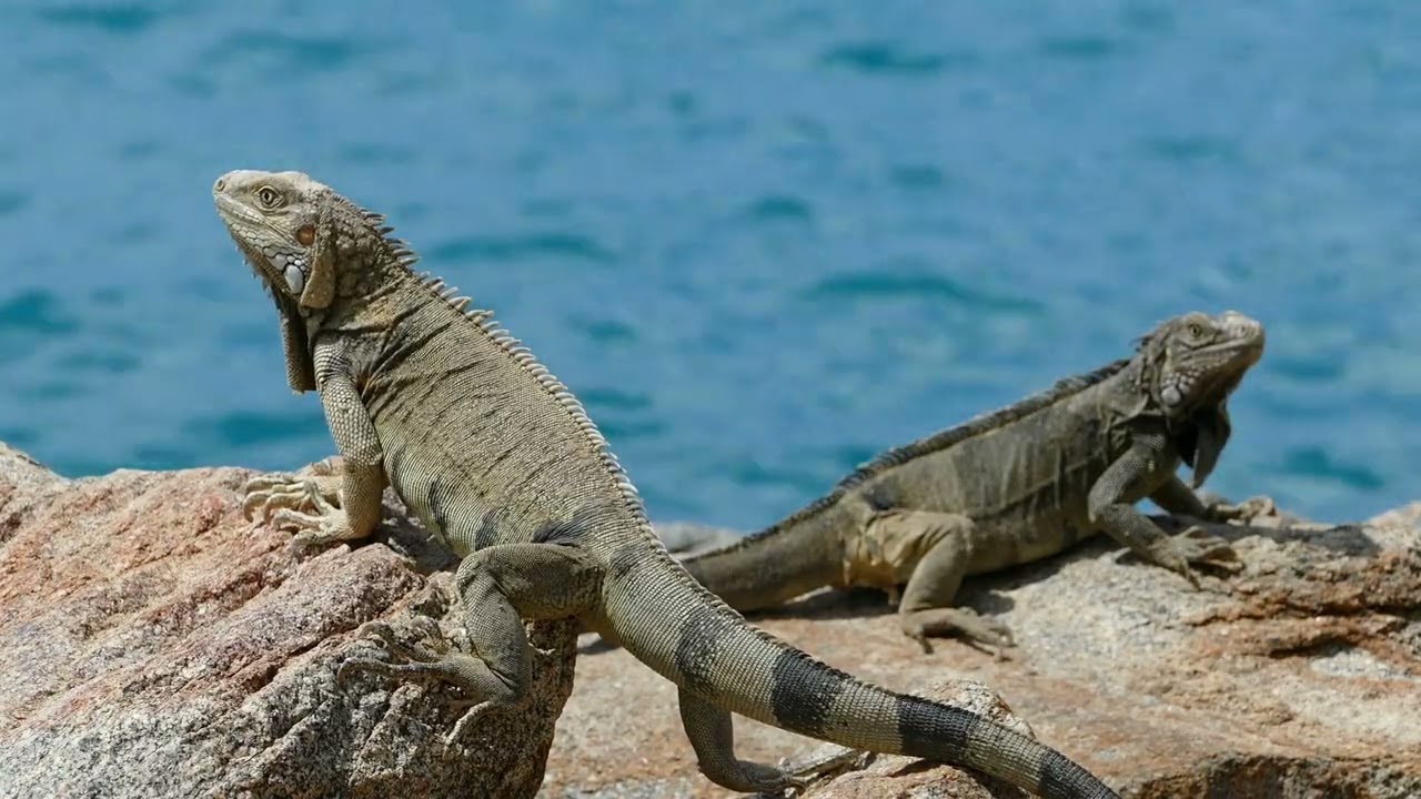 Animal Ecology (Fauna) Part 2: Water Balance and Photoperiods