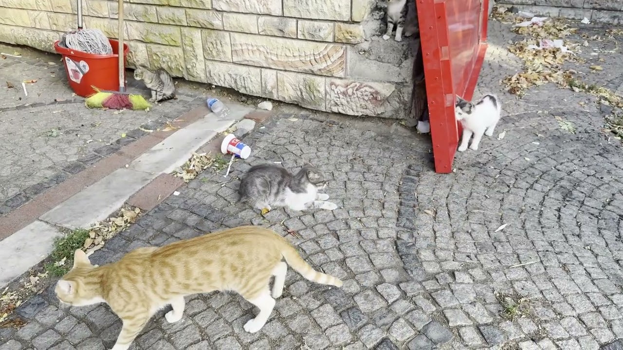 成功者の建物通りにいた猫さんたち1  #エディルネ