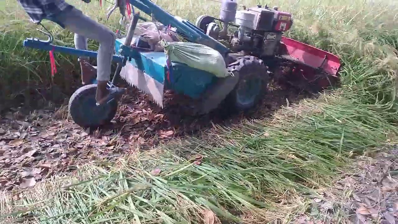 A farmer harvesting paddy||Harvesting time