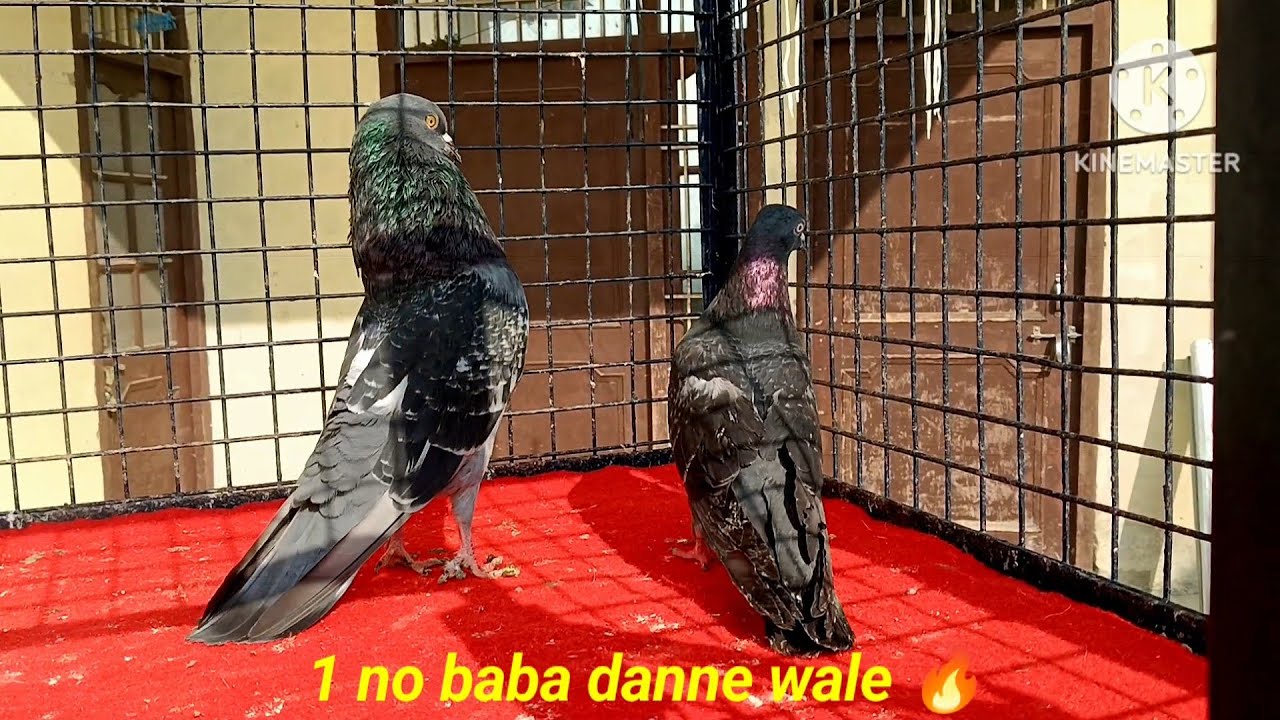  Sele sele 🔥🔥My home breed 🔥🔥 super quality k original panjabi malvai 🔥 9599845092