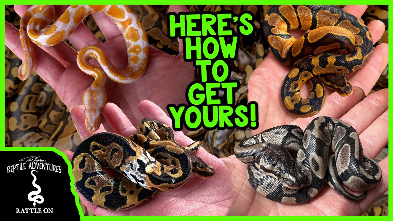 PICKING OUT NEW BALL PYTHON GENES IN AFRICA!