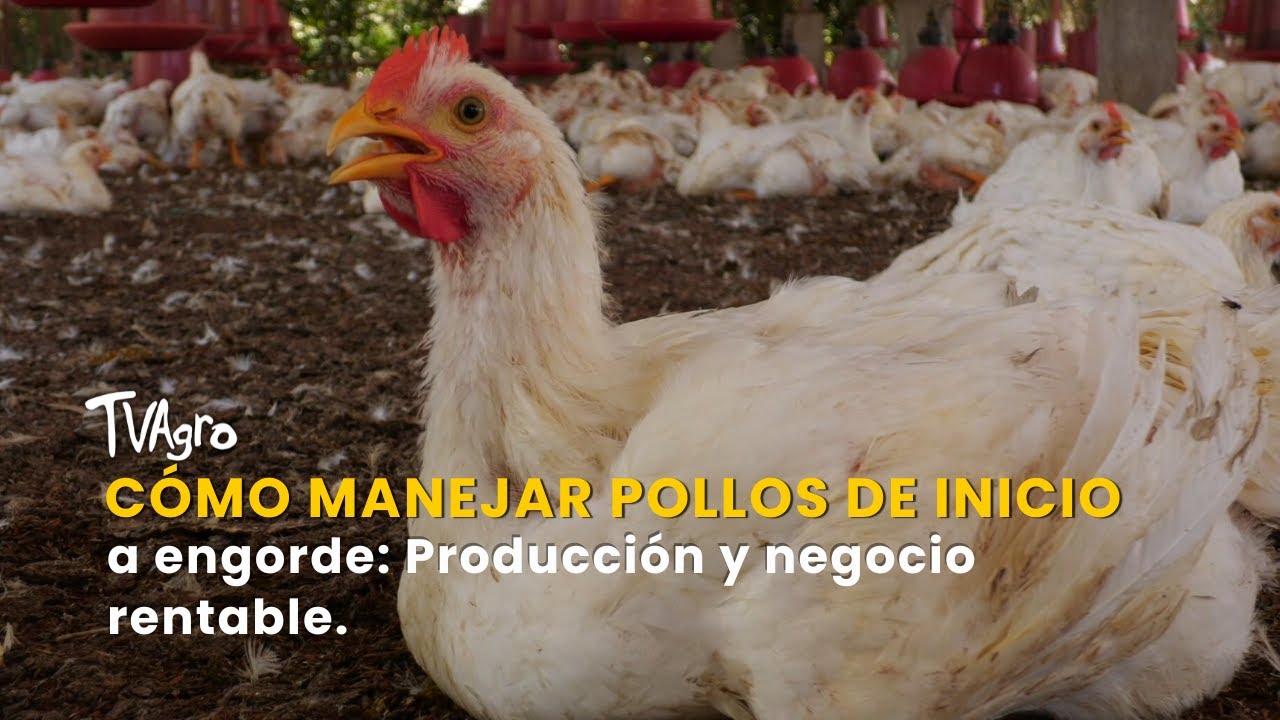 Cómo manejar pollos de inicio a engorde: Producción y negocio rentable-TvAgro por Juan Gonzalo Angel