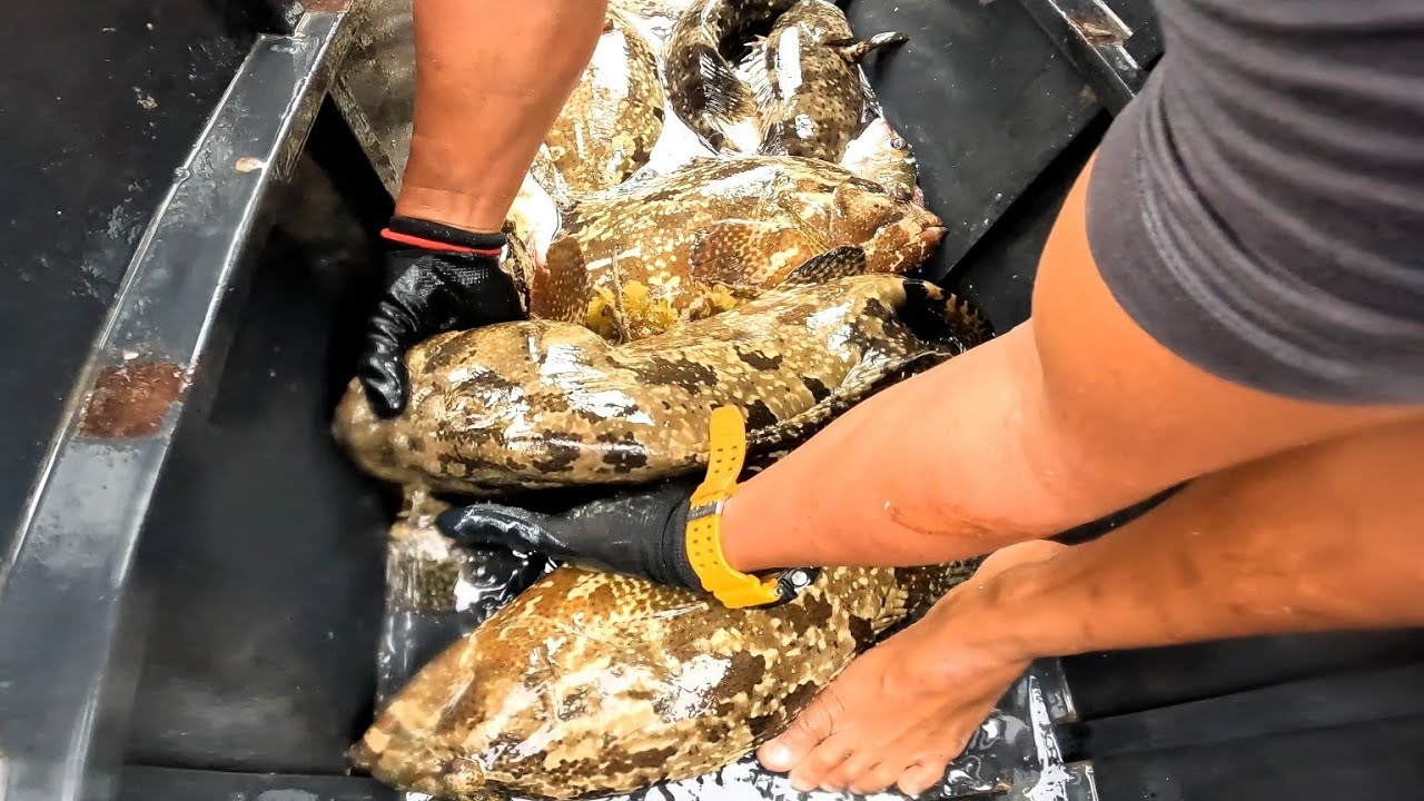Hindi maka paniwala ganito ang mga laman jackpot FISH TRAP