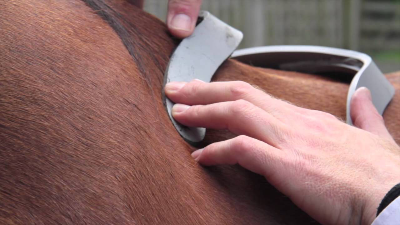 WOW Saddles - Headplate Fitting
