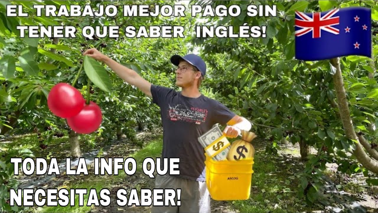 🍒CHERRIES en Nueva Zelanda🍒 - Picking ¿cuanto se gana? Working Holiday y SSE