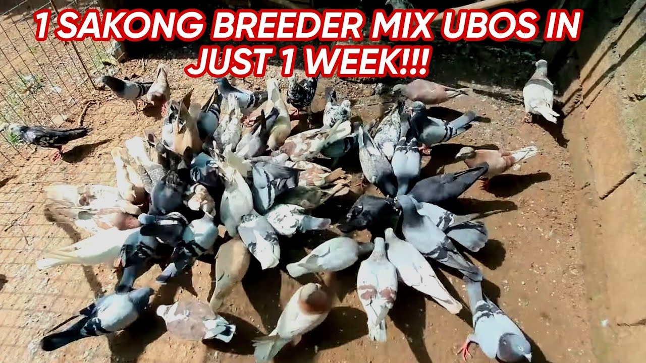 Feeding Hundreds of off-color Racing Pigeons