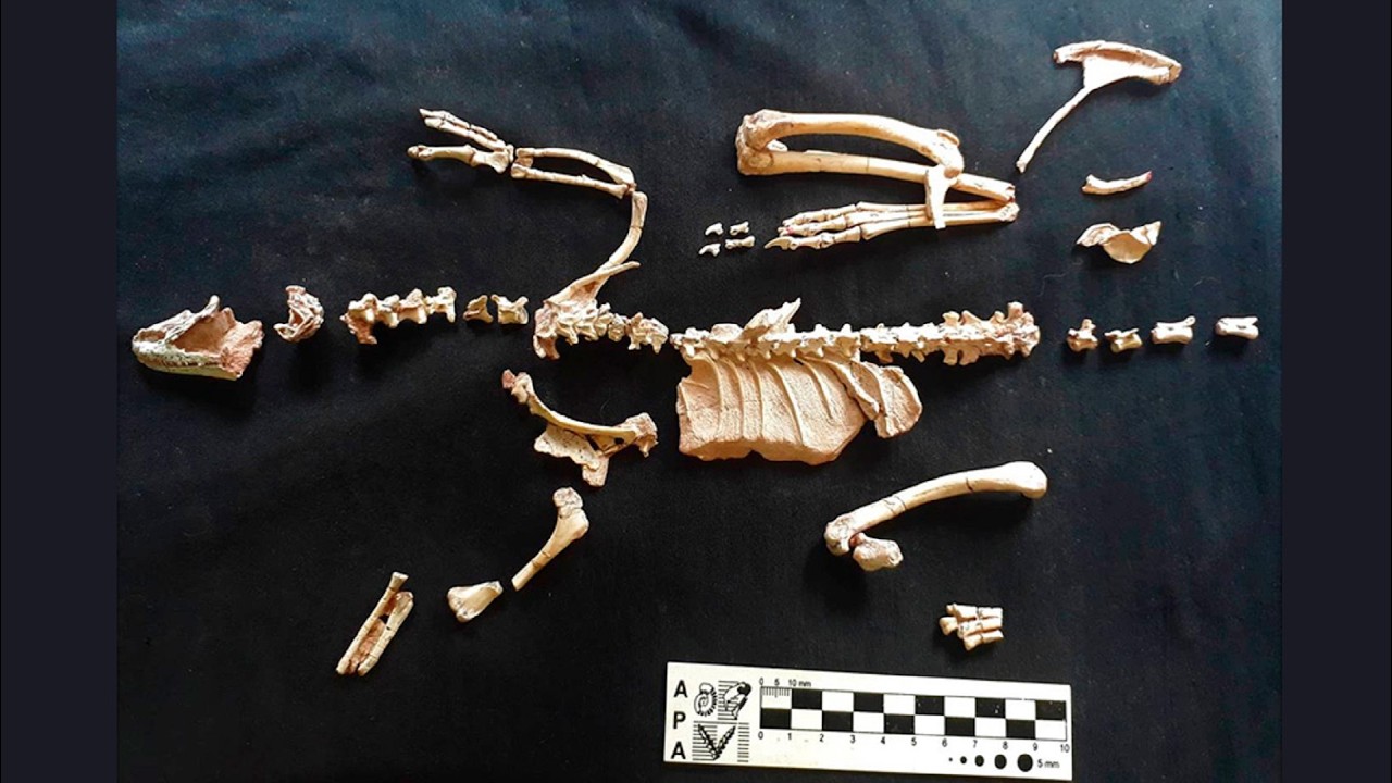 Un fósil patagónico reescribe la historia evolutiva de un enigmático grupo de dinosaurios