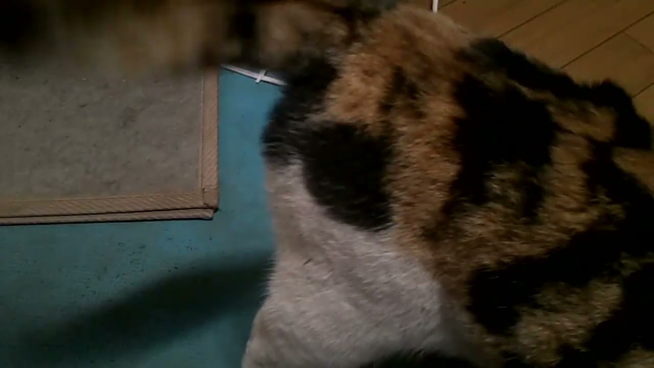 新編叛額の物語　20260204