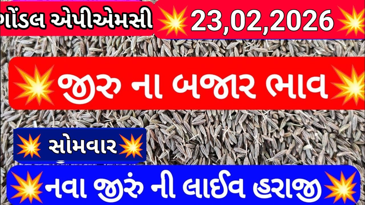 ગોંડલ જીરાના બજાર ભાવ / આજના જીરાના બજાર ભાવ / ગોંડલ જીરાના આજના બજાર ભાવ /23,02,2026