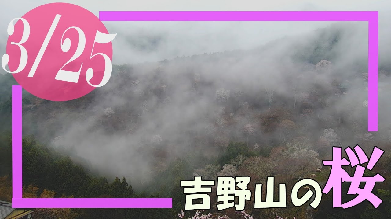 【2021桜カメラ】3月25日　奈良・吉野山（中千本、上千本）