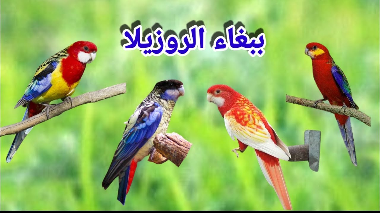 كل ما تريد ان تعرفة عن ببغاء الروزيلا, تربية الروزيلا,