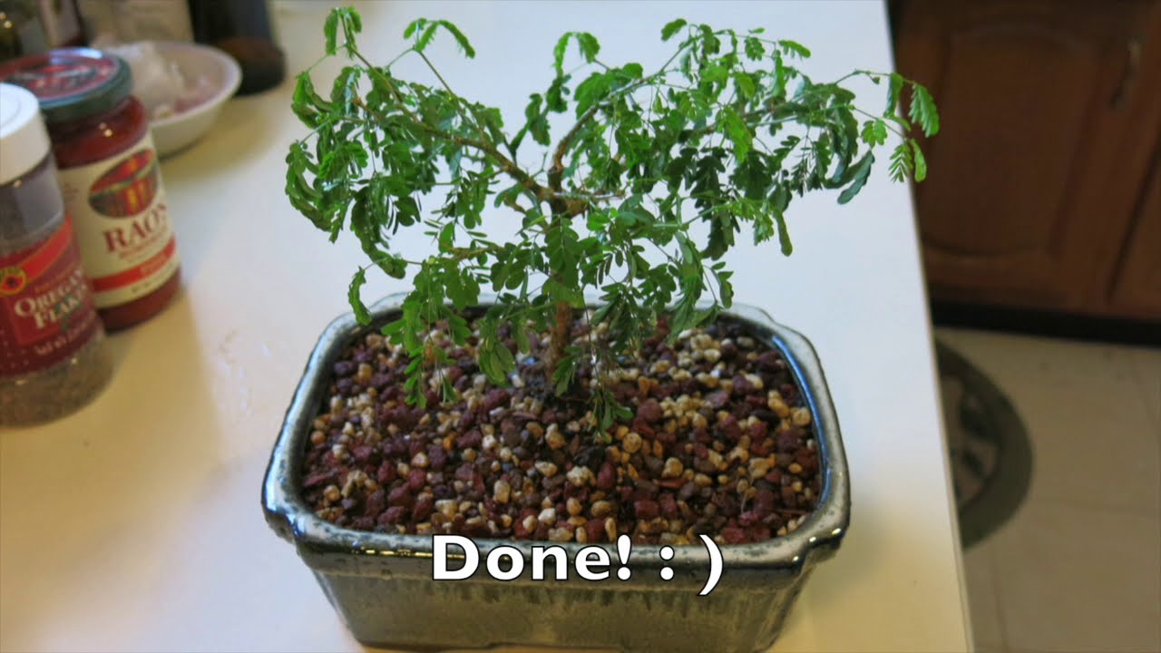 Repotting a small Brazilian Rain Tree Bonsai