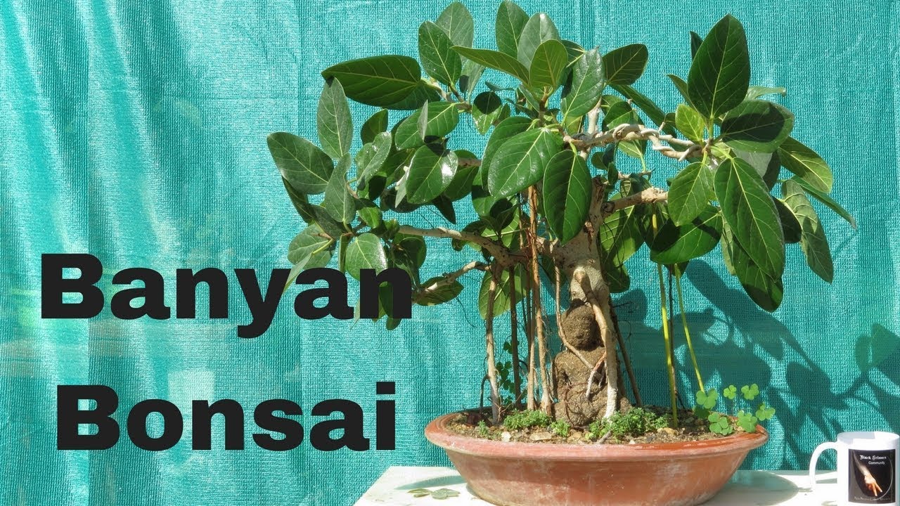 Banyan Bonsai Tree Making for Beginners/  Grow Aerial Roots