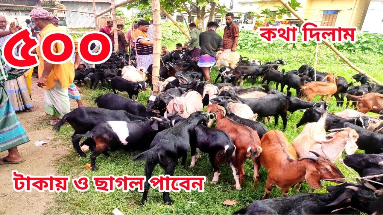 ৫০০ ঢাকায় ও ছাগল পাবেন কথা দিলাম। স্বল্প দামে ছাগল।কালামপুর ঢাকা।।