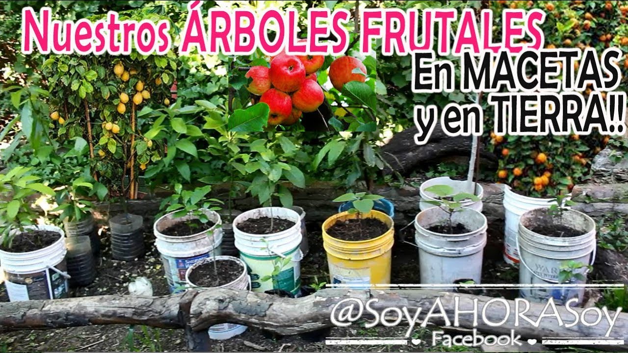 NUESTROS ARBOLES FRUTALES EN MACETA Y EN TIERRA!!