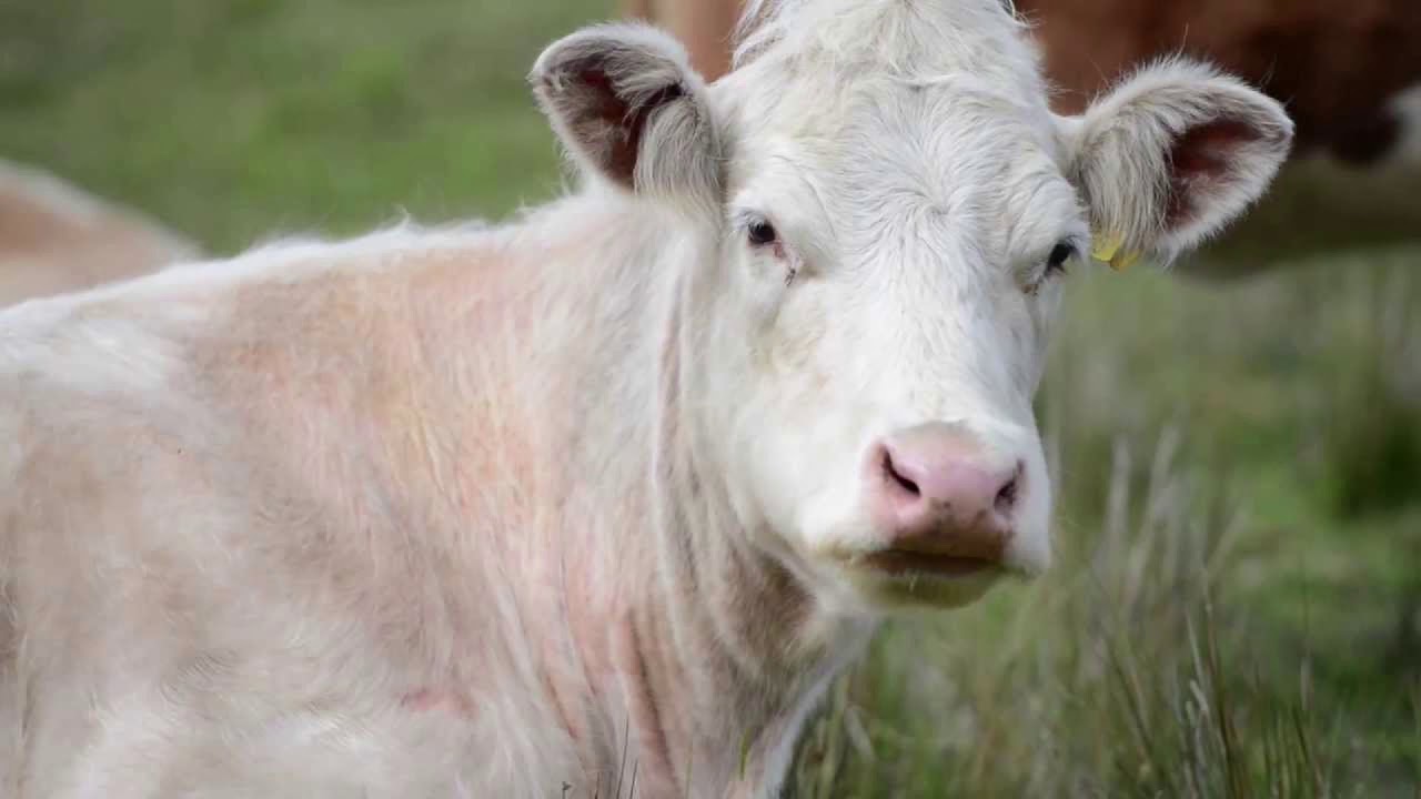 Cows