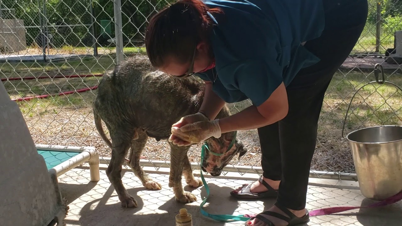 Sarcoptic mange treatment day 2.
