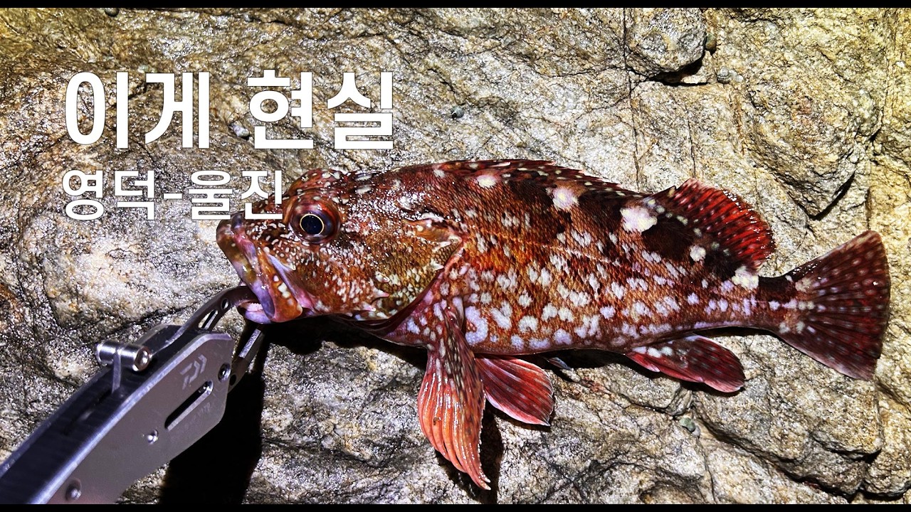 이게 겨울낚시의 현실 - 영덕 볼락 낚시 포인트