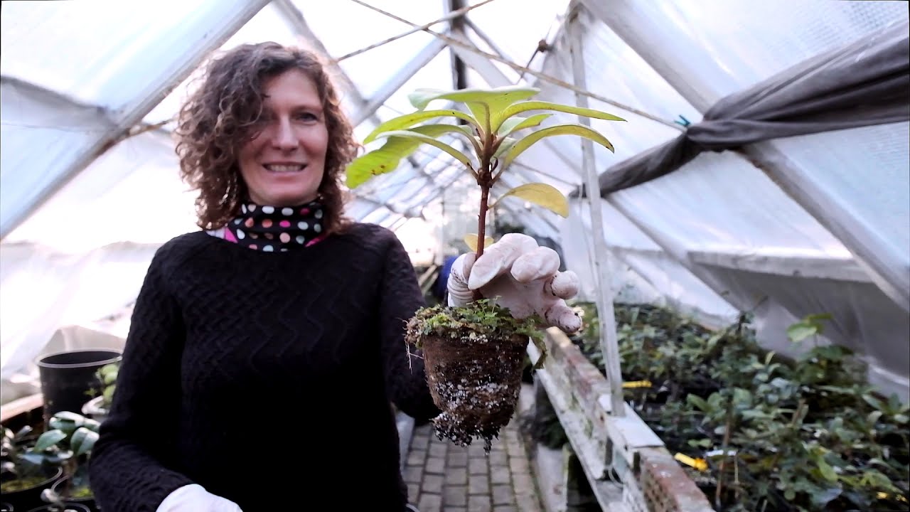 Potting on two year old seedlings of Rhododendron