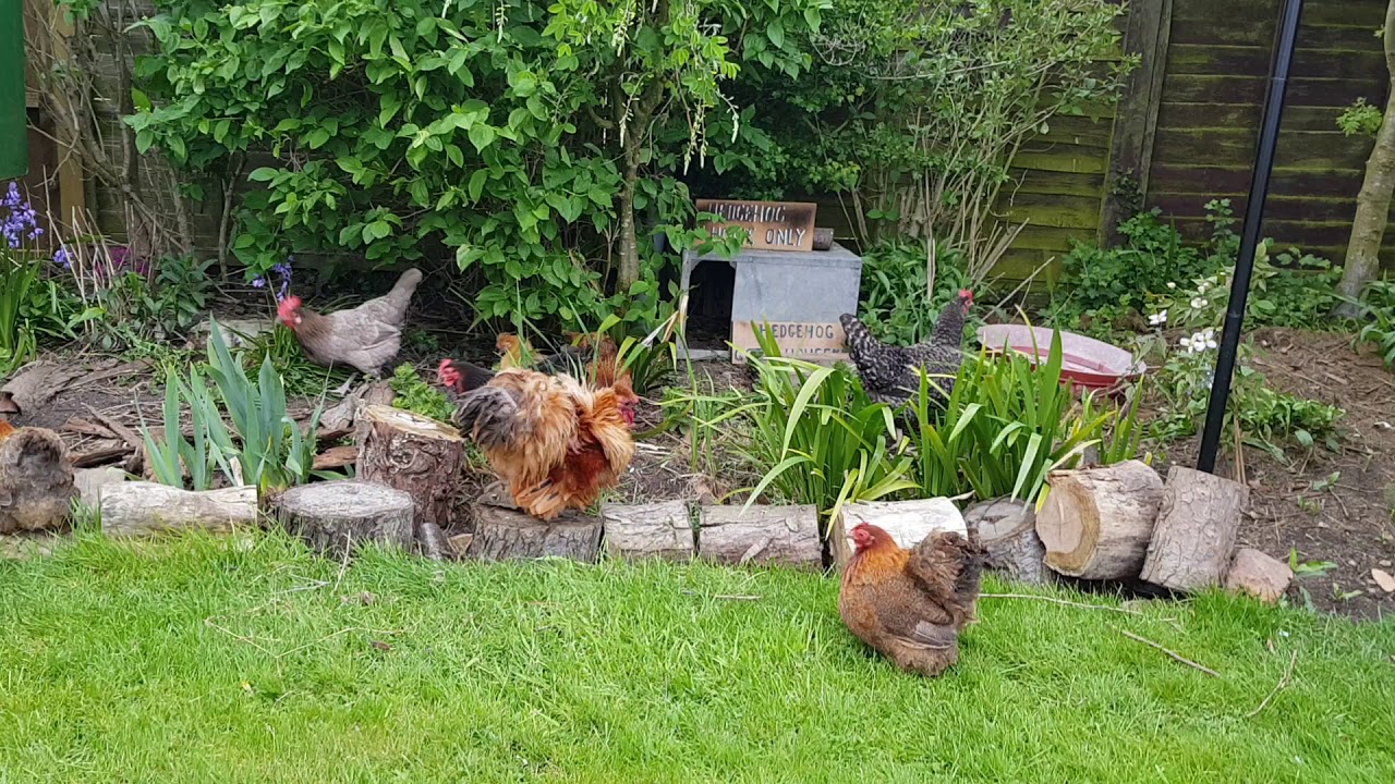 Bantam Chickens - enjoying their daily afternoon out in a country garden - May 2019 - Good Pets