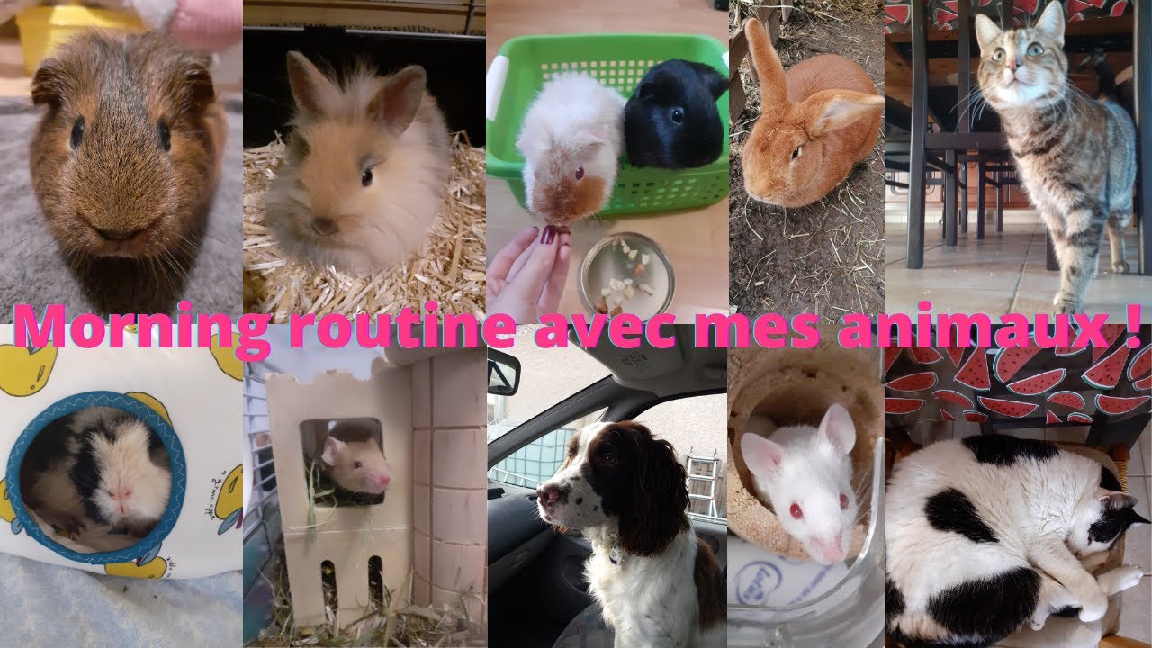 Morning routine avec mes animaux !