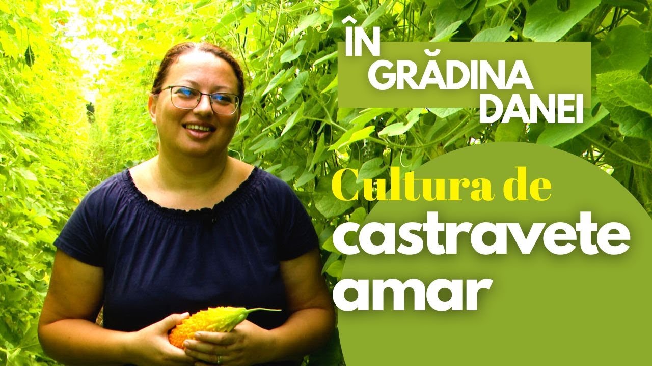 În grădina Danei: Cultura de castravete amar (08.09.2022)