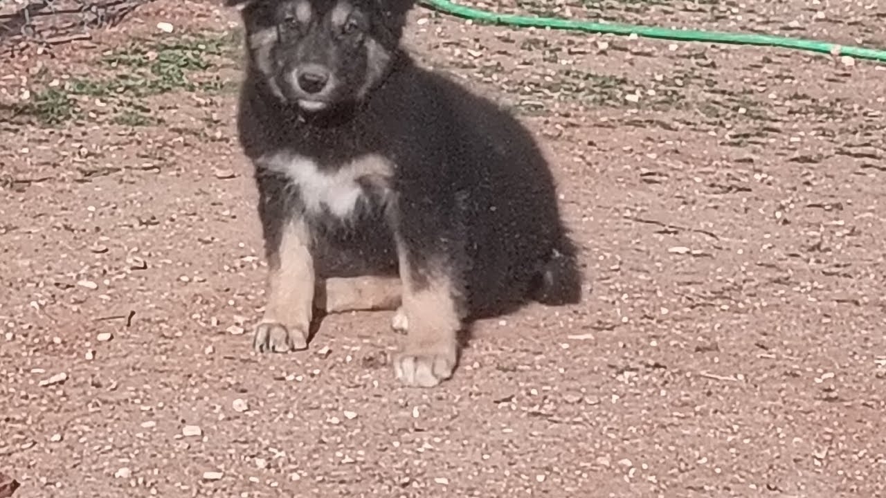 الكلبه تحسب انو الجرو ابنها ❤️