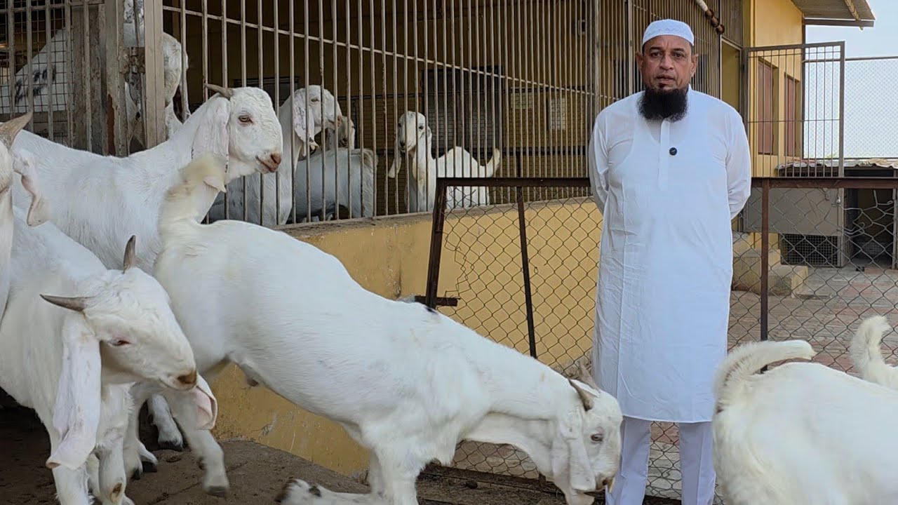 1000 Plus Capacity Wala Goat Farm | Bakro Ki Dua Lenewala Farm | NK Goat Farm Himmatnagar Gujarat. 